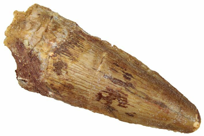 Fossil Spinosaurus Tooth - Real Dinosaur Tooth #298353